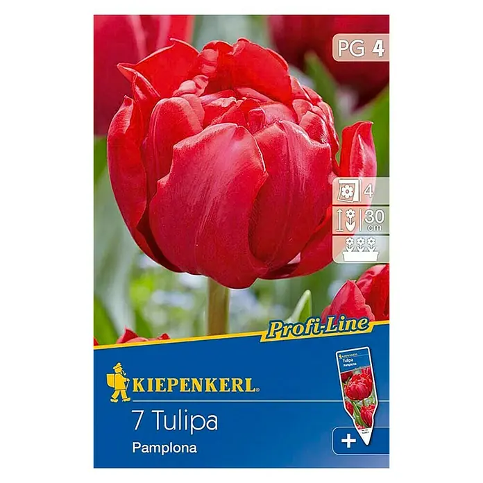 Kiepenkerl Frühlingsblumenzwiebeln - Tulipa 'Pamplona', Rot, 7 Stk. - Vorderansicht