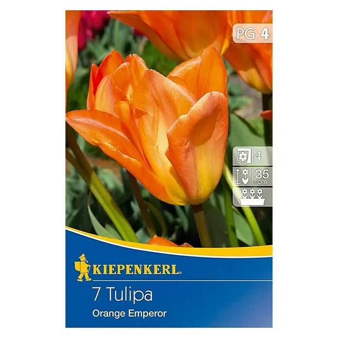 Kiepenkerl Frühlingsblumenzwiebeln Tulpe 'Orange Emperor' - Tulipa fosteriana, 7 Stk. - Vorderansicht