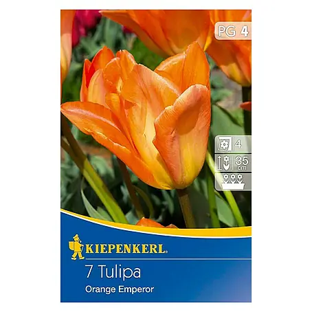 Kiepenkerl  Frühlingsblumenzwiebeln Tulpe 'Orange Emperor'