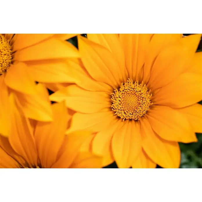 Piardino Gazania - Gazania 'Deep Orange', Topfvolumen: 13 l - Detailaufnahme