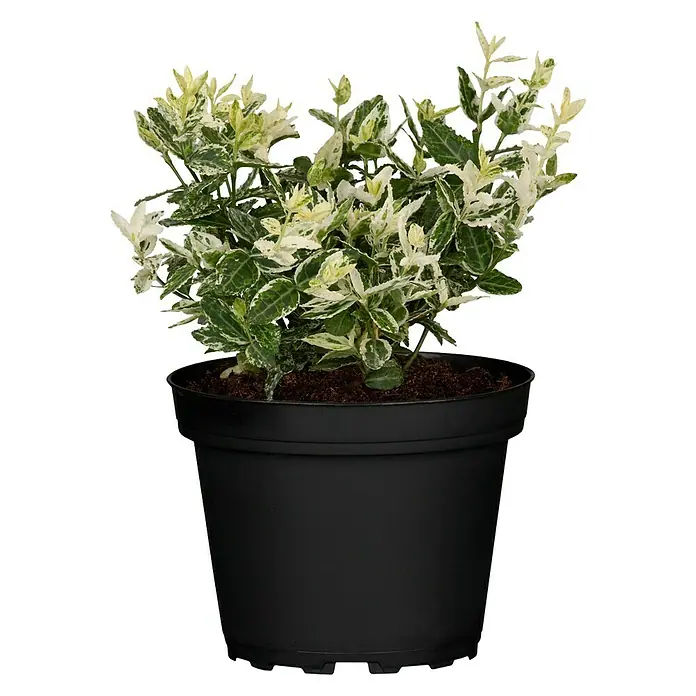 Piardino Spindelstrauch - Euonymus fortunei Harlequin, Weißbunt - Vorderansicht