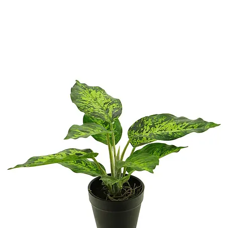Kunstplant Dieffenbachia Tropicin