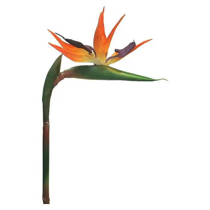 Kunstbloem Strelitzia - Hoogte: 84 cm, Polyester - Vooraanzicht