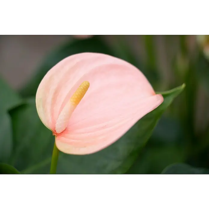 Piardino Flamingoblume - Anthurium x andreanum, Topfgröße: 17 cm, Lachsrosa - Detailaufnahme