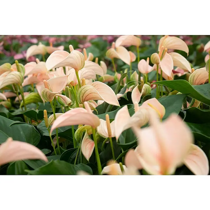 Piardino Flamingoblume - Anthurium x andreanum, Topfgröße: 17 cm, Lachsrosa - Stimmungsaufnahme