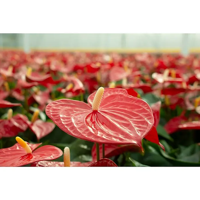 Piardino Flamingoblume - Anthurium x andreanum, Topfgröße: 17 cm, Rot - Stimmungsaufnahme