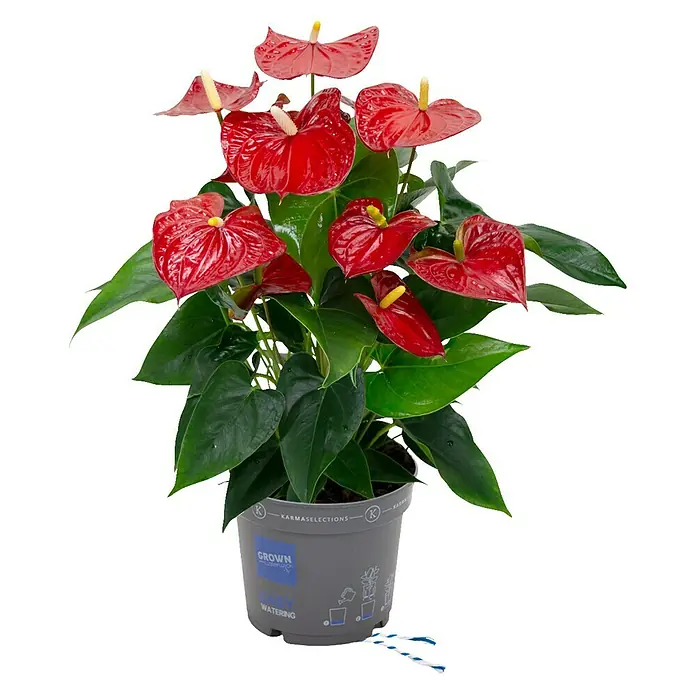 Piardino Flamingoblume - Anthurium x andreanum, Topfgröße: 17 cm, Rot - Vorderansicht