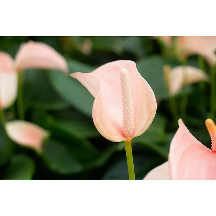 Piardino Flamingoblume - Anthurium x andreanum, Topfgröße: 17 cm, Lachsrosa - Detailaufnahme