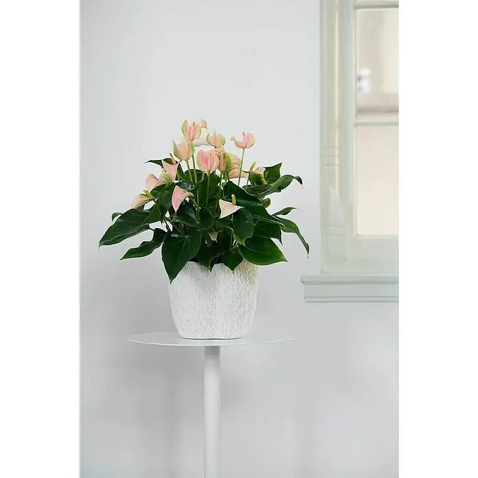 Piardino Flamingoblume - Anthurium x andreanum, Topfgröße: 17 cm, Lachsrosa - Stimmungsaufnahme