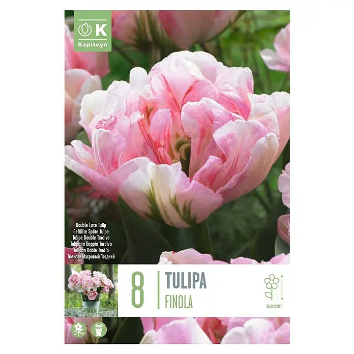 Kapiteyn Bulbos de otoño - 'Tulipan doble finola', 8 ud. - Vista superior