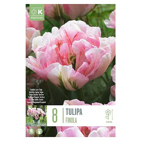 Kapiteyn  Bulbos de otoño