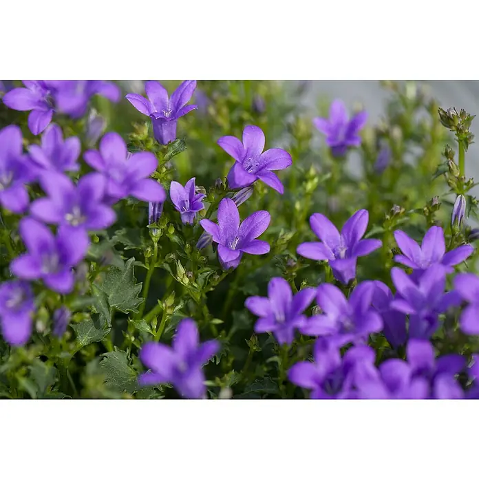 Piardino Polsterglockenblume - Campanula portenschlagiana Get Mee, Topfgröße: 11 cm, Blütenfarbe: Blau - Stimmungsaufnahme