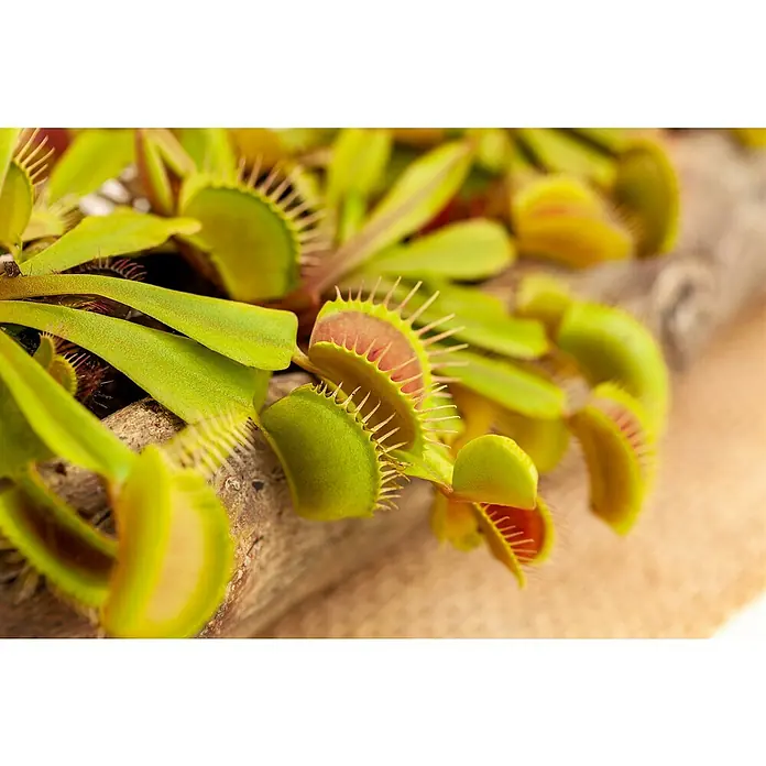 Piardino Venusfliegenfalle - Dionaea muscipula, Topfgröße: 9 cm - Detailaufnahme