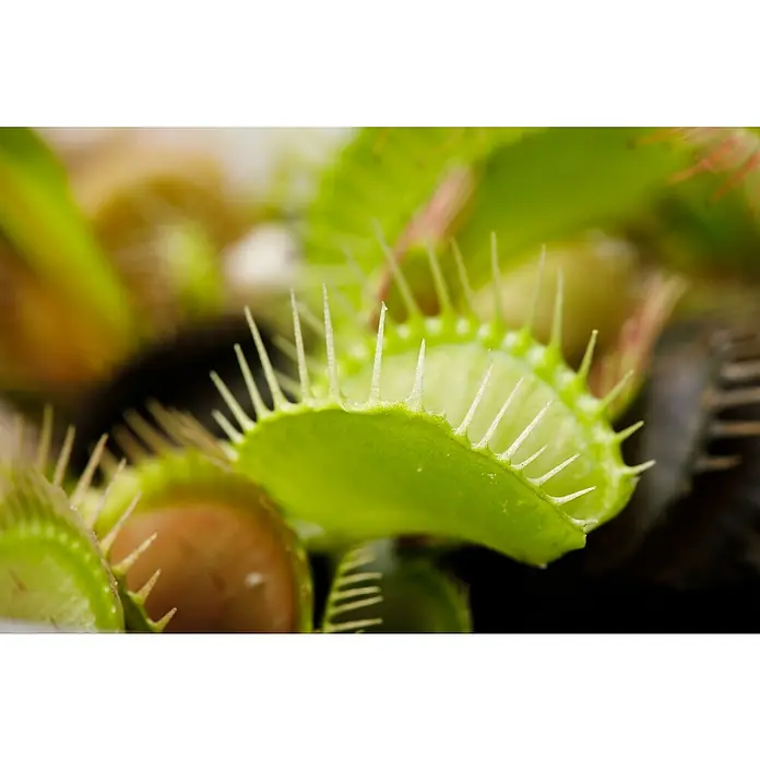 Piardino Venusfliegenfalle - Dionaea muscipula, Topfgröße: 9 cm - Detailaufnahme