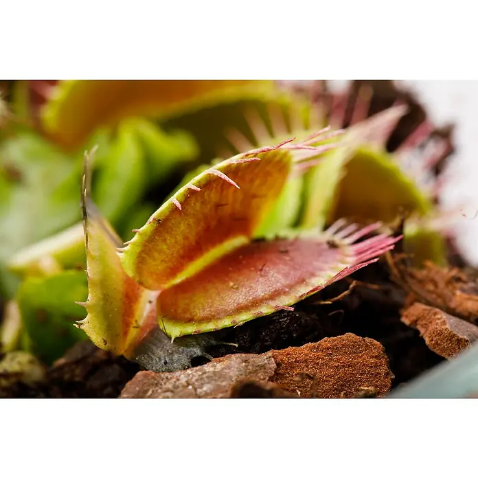 Piardino Venusfliegenfalle - Dionaea muscipula, Topfgröße: 9 cm - Detailaufnahme