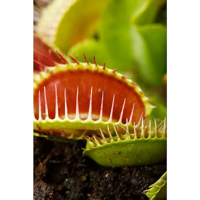 Piardino Venusfliegenfalle - Dionaea muscipula, Topfgröße: 12 cm - Detailaufnahme