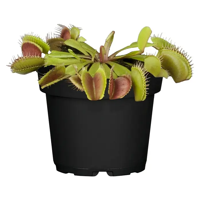 Piardino Venusfliegenfalle - Dionaea muscipula, Topfgröße: 12 cm - Vorderansicht