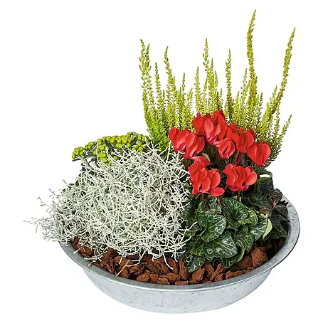 Piardino  Pflanzenarrangement Herbst
