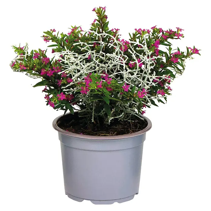 Silberkörbchen Herbst-Duett mit Scheinmyrte - Cuphea Calocephalus-Mix, Topfgröße: 12 cm - Vorderansicht