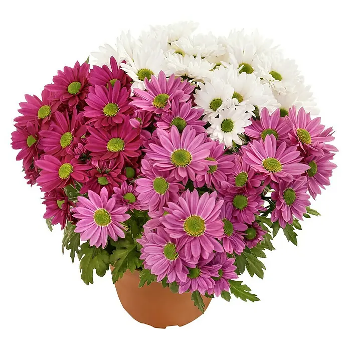 Piardino Herbst-Chrysantheme - Chrysanthemum indicum 'Jolly Joker', Topfgröße: 12 cm, Sortenabhängig - Vorderansicht