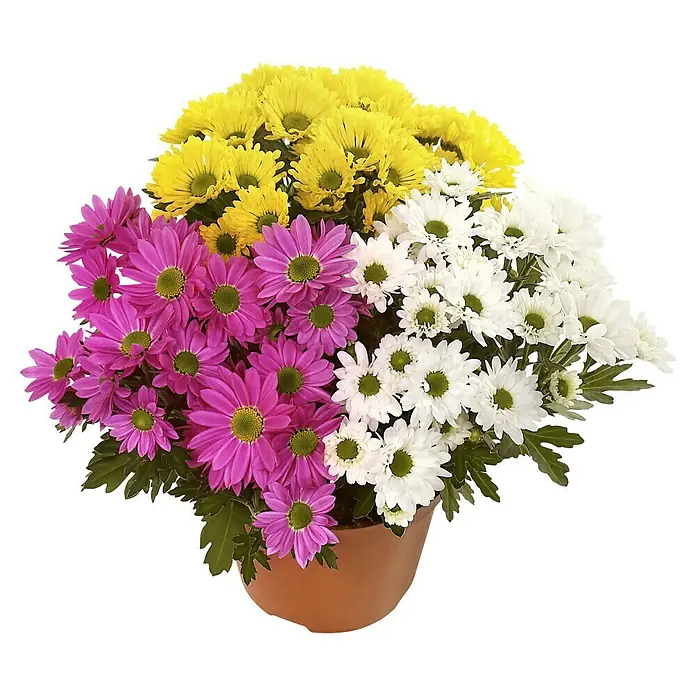 Piardino Herbst-Chrysantheme - Chrysanthemum indicum 'Jolly Joker', Topfgröße: 12 cm, Sortenabhängig - Vorderansicht