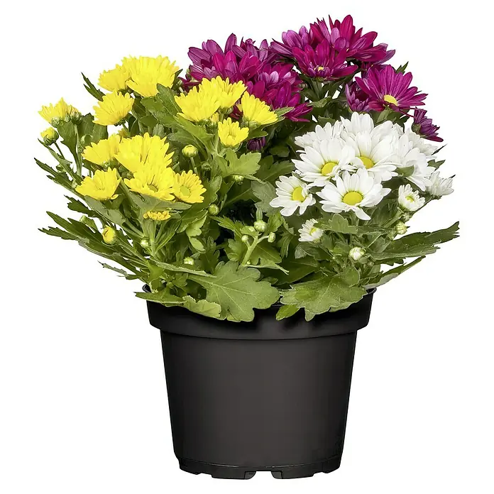 Piardino Herbst-Chrysantheme - Chrysanthemum indicum 'Jolly Joker', Topfgröße: 12 cm, Sortenabhängig - Vorderansicht