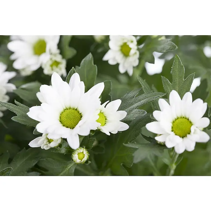 Piardino Herbst-Chrysantheme - Chrysanthemum indicum, Topfgröße: 23 cm, Zweifarbig - Detailaufnahme
