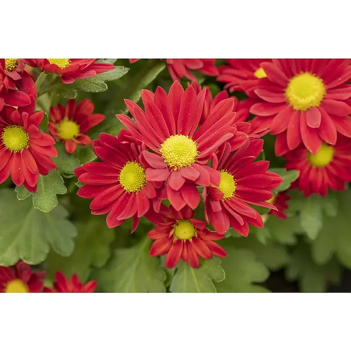 Piardino Herbst-Chrysantheme - Chrysanthemum indicum, Topfgröße: 23 cm, Zweifarbig - Detailaufnahme