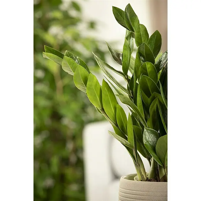 Piardino Glücksfeder - Zamioculcas zamiifolia, Topfgröße: 14 cm - Detailaufnahme