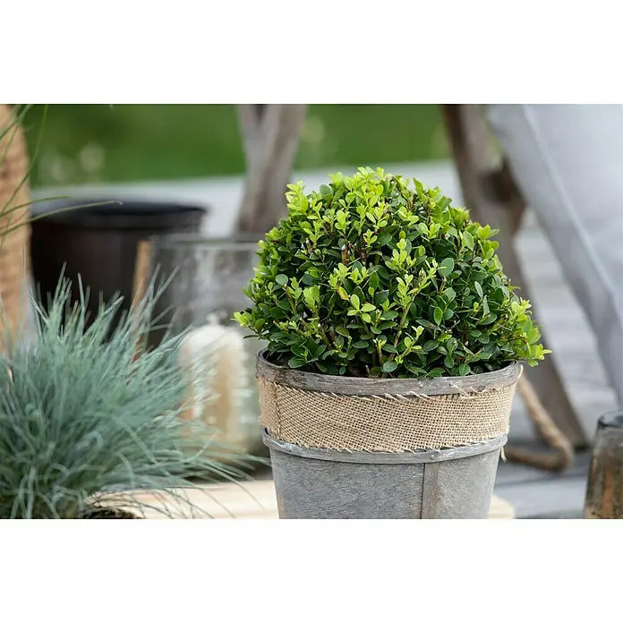 Piardino Stechpalme Little Pirate - Ilex meserveae 'Little Pirate', Weiß - Stimmungsaufnahme