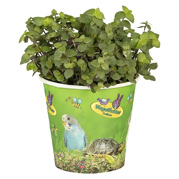 Piardino Schönpolster - Callisia repens, Topfgröße: 12 cm - Vorderansicht