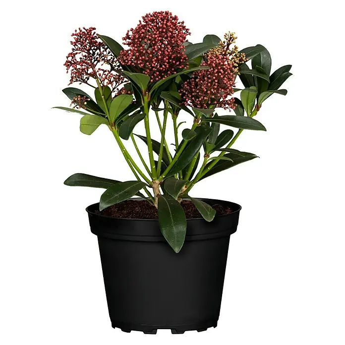 Piardino Japanische Blütenskimmie - Skimmia japonica 'Rubella', Topfgröße: 13 cm, Rot - Vorderansicht
