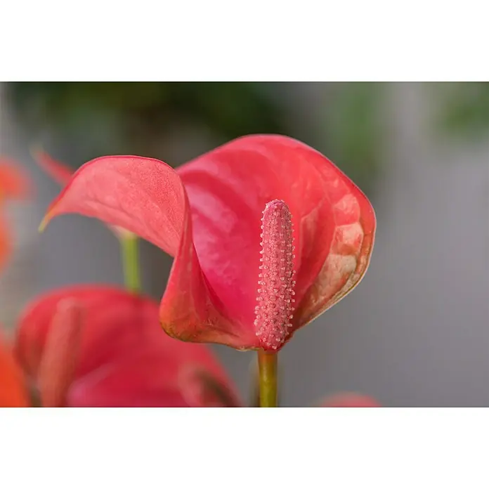 Piardino Flamingoblume - Anthurium andreanum, Topfgröße: 12 cm, Orange/Gelb - Detailaufnahme