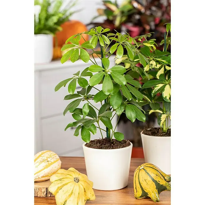 Piardino Strahlenaralie Nora - Schefflera abricola Nora, Topfgröße: 12 cm, Grün - Stimmungsaufnahme