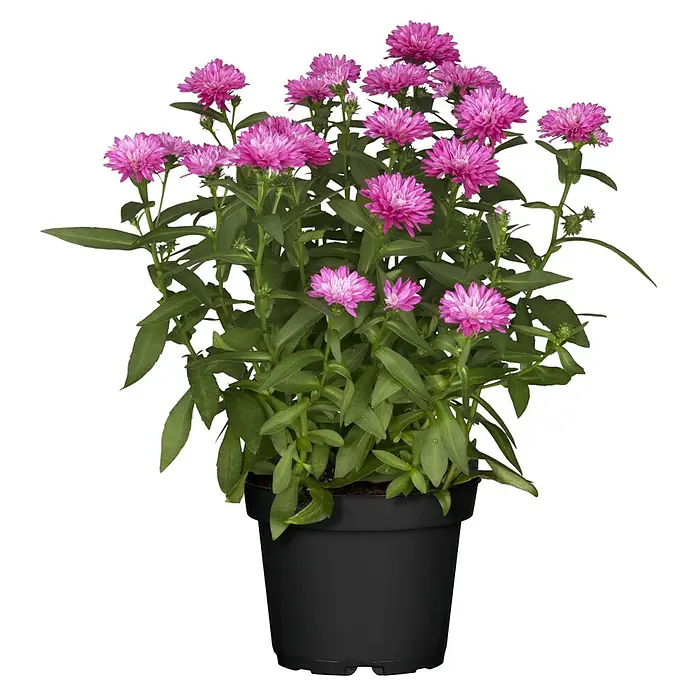 Piardino Glattblatt-Aster - Aster novi-belgii, rosa, Rosa - Vorderansicht