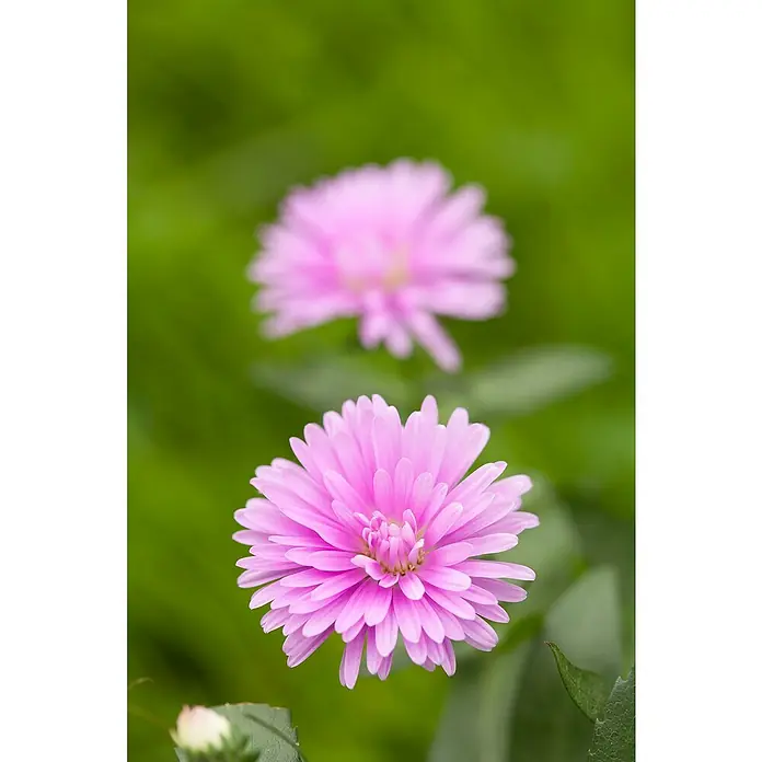 Piardino Glattblatt-Aster - Aster novi-belgii, rosa, Rosa - Detailaufnahme