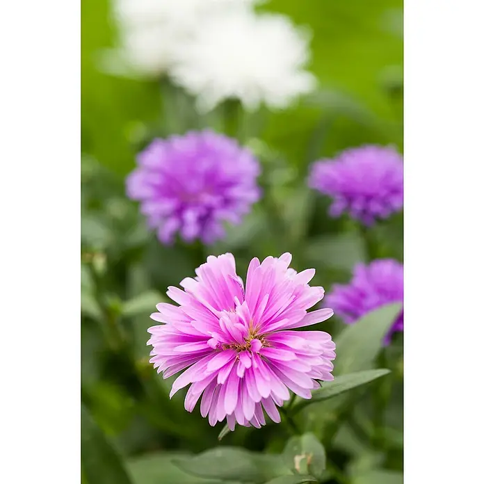Piardino Glattblatt-Aster - Aster novi-belgii, rosa, Rosa - Detailaufnahme