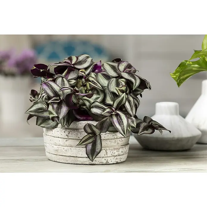 Piardino Zebrakraut - Tradescantia zebrina, Topfgröße: 15 cm, Grün-Weiß - Stimmungsaufnahme