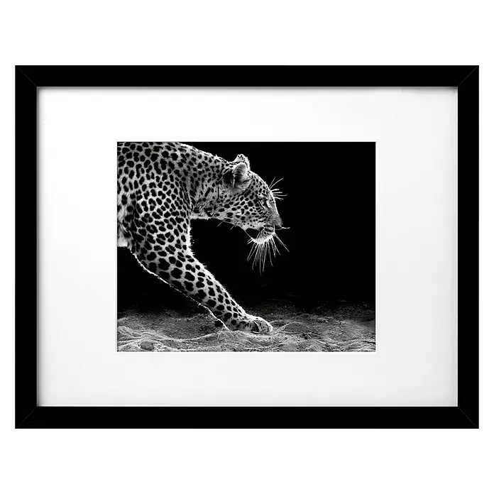 Cuadro Jaguar - Animal, An x Al: 40 x 30 cm