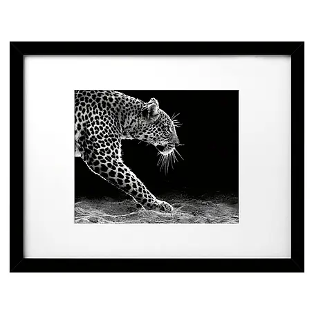 Cuadro Jaguar