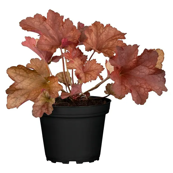 Piardino Purpurglöckchen - Heuchera Hybride, Topfgröße: 13 cm, Rot - Vorderansicht