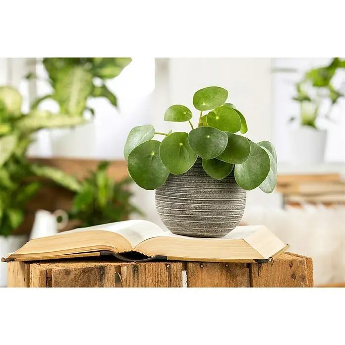 Piardino Kanonierblume Glückstaler - Pilea peperomioides, Topfgröße: 12 cm, Grün - Stimmungsaufnahme