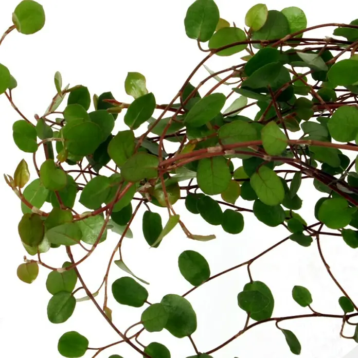 Piardino Drahtstrauch - Muehlenbeckia complexa, Topfgröße: 12 cm, Blattfarbe: Grün - Detailaufnahme