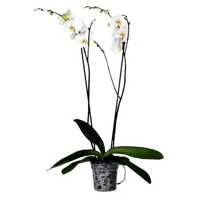 Piardino Schmetterlingsorchidee - Phalaenopsis Hybride Snow Ball, Topfgröße: 15 cm, Weiß, Anzahl Triebe: 2 Stk., Aufrecht - Vorderansicht