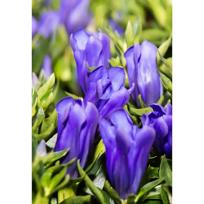 Piardino Japanischer Herbstenzian - Gentiana scabra, Blütenfarbe: Sortenabhängig - Detailaufnahme