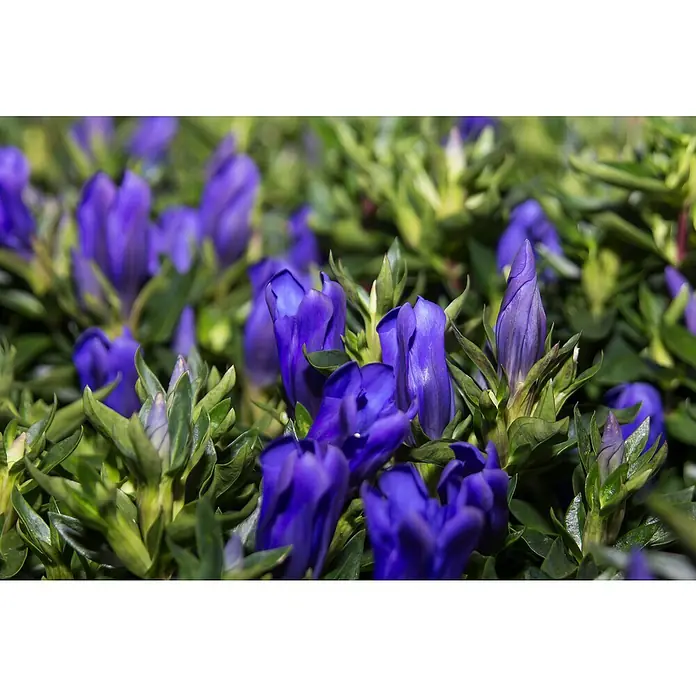 Piardino Japanischer Herbstenzian - Gentiana scabra, Blütenfarbe: Sortenabhängig - Detailaufnahme