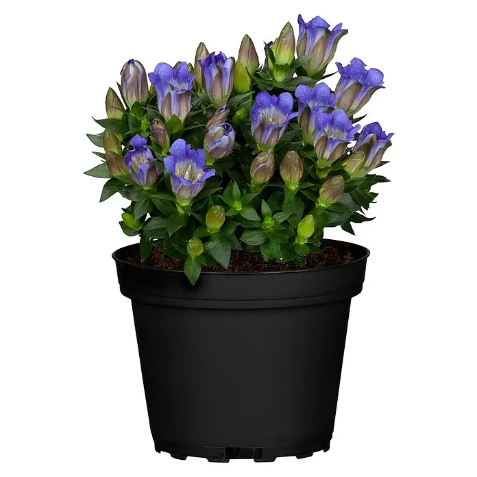 Piardino Japanischer Herbstenzian - Gentiana scabra, Blütenfarbe: Sortenabhängig - Vorderansicht
