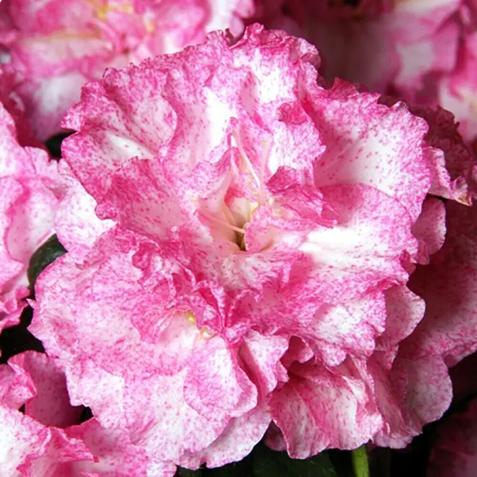 Piardino Zimmerazalee - Rhododendron simsii Long Life, Topfgröße: 12 cm, Zweifarbig - Detailaufnahme