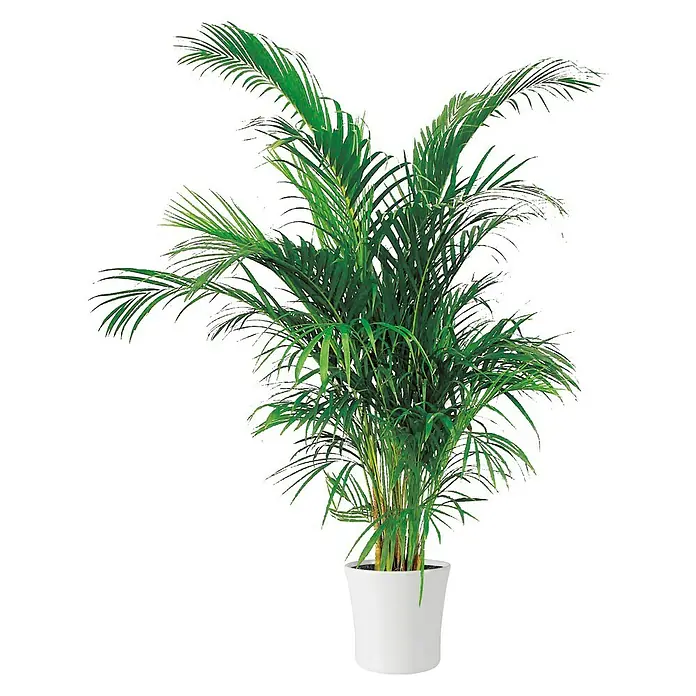 SK Übertopf rund Tahiti - Max. Außendurchmesser: 32 cm, Weiß - Vorderansicht