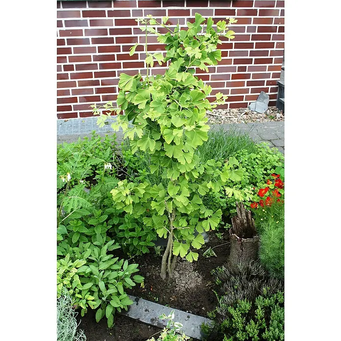 Ginkgo - Ginkgo biloba, Topfgröße: 12 cm - Stimmungsaufnahme